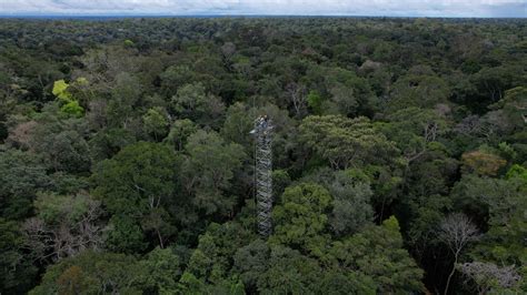 Brazil builds ‘rings of carbon dioxide’ to simulate climate change in the Amazon